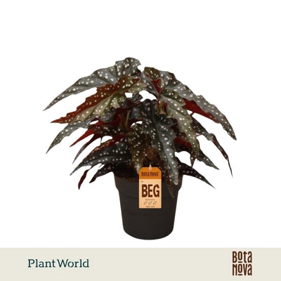 Planta naturala Begonia foliage maculata Black Forest H30 cm PS14 cm in pamant