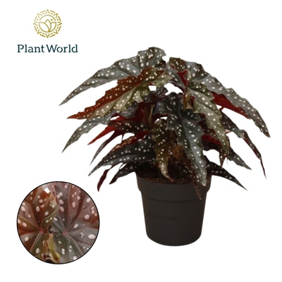 Planta naturala Begonia foliage maculata Black Forest H30 cm PS14 cm in pamant