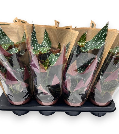 Planta naturala Begonia foliage maculata Spotlight Green H30 cm PS12 cm in pamant