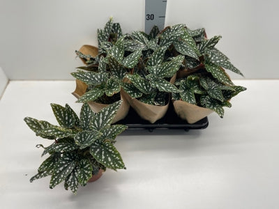 Planta naturala Begonia foliage maculata Spotlight Green H30 cm PS12 cm in pamant