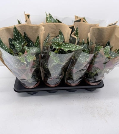Planta naturala Begonia foliage maculata Spotlight Green H30 cm PS12 cm in pamant