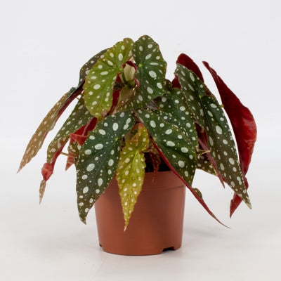 Planta naturala Begonia foliage maculata 'Wightii' H20 cm PS12 cm in pamant