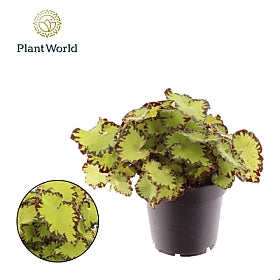 Planta naturala Begonia foliage Magic Colours Jive H25 cm PS12 cm in pamant