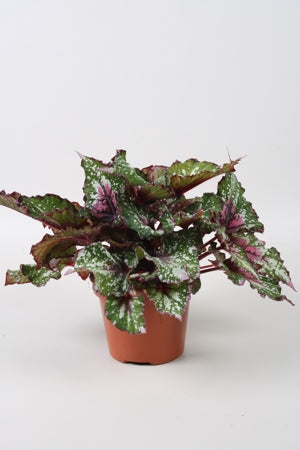 Planta naturala Begonia foliage (Rex) Beleaf Alaska Creek H22 cm PS12 cm in pamant