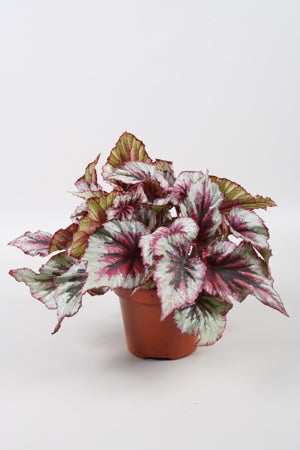 Planta naturala Begonia foliage (Rex) Beleaf Evening Glow H22 cm PS12 cm in pamant