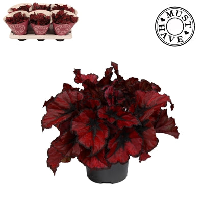 Planta naturala Begonia foliage (Rex) Kohala Red H25 cm PS13 cm in pamant