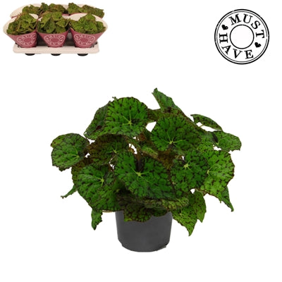 Planta naturala Begonia foliage (Rex) Lime Fever H25 cm PS13 cm in pamant