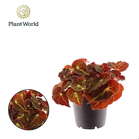 Planta naturala Begonia foliage (Rex) Magic Colours Montuno H25 cm PS12 cm in pamant