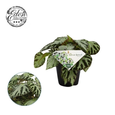 Planta naturala Begonia foliage 'Silver Jewell' H20 cm PS12 cm in pamant