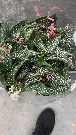Planta naturala Begonia maculata H20 cm PS6 cm in pamant