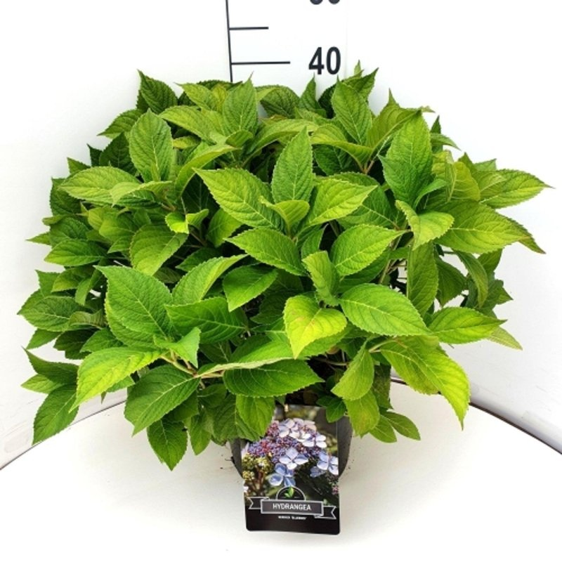 Planta naturala Bleu H50cm Hydrangea macrophylla 'Libelle' PS29/ in pamant