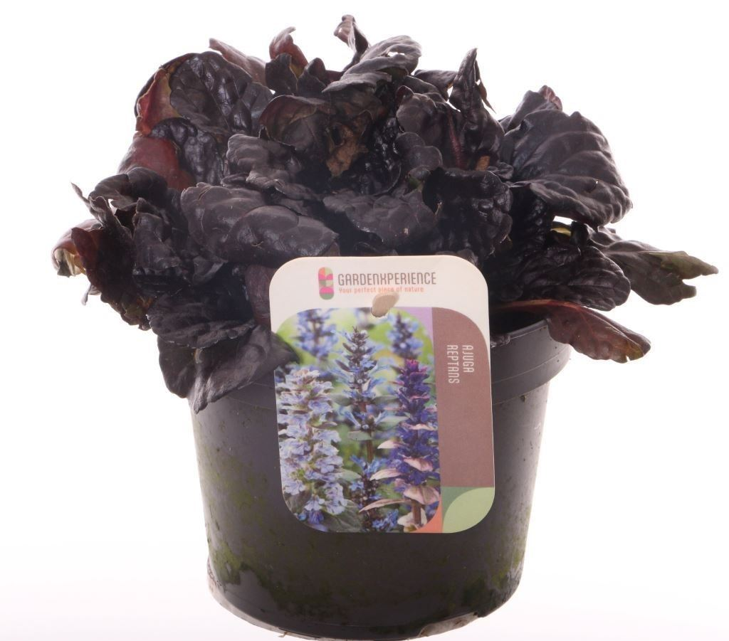 Planta naturala Blue H15cm Ajuga reptans Black Scallop PS13/ in pamant