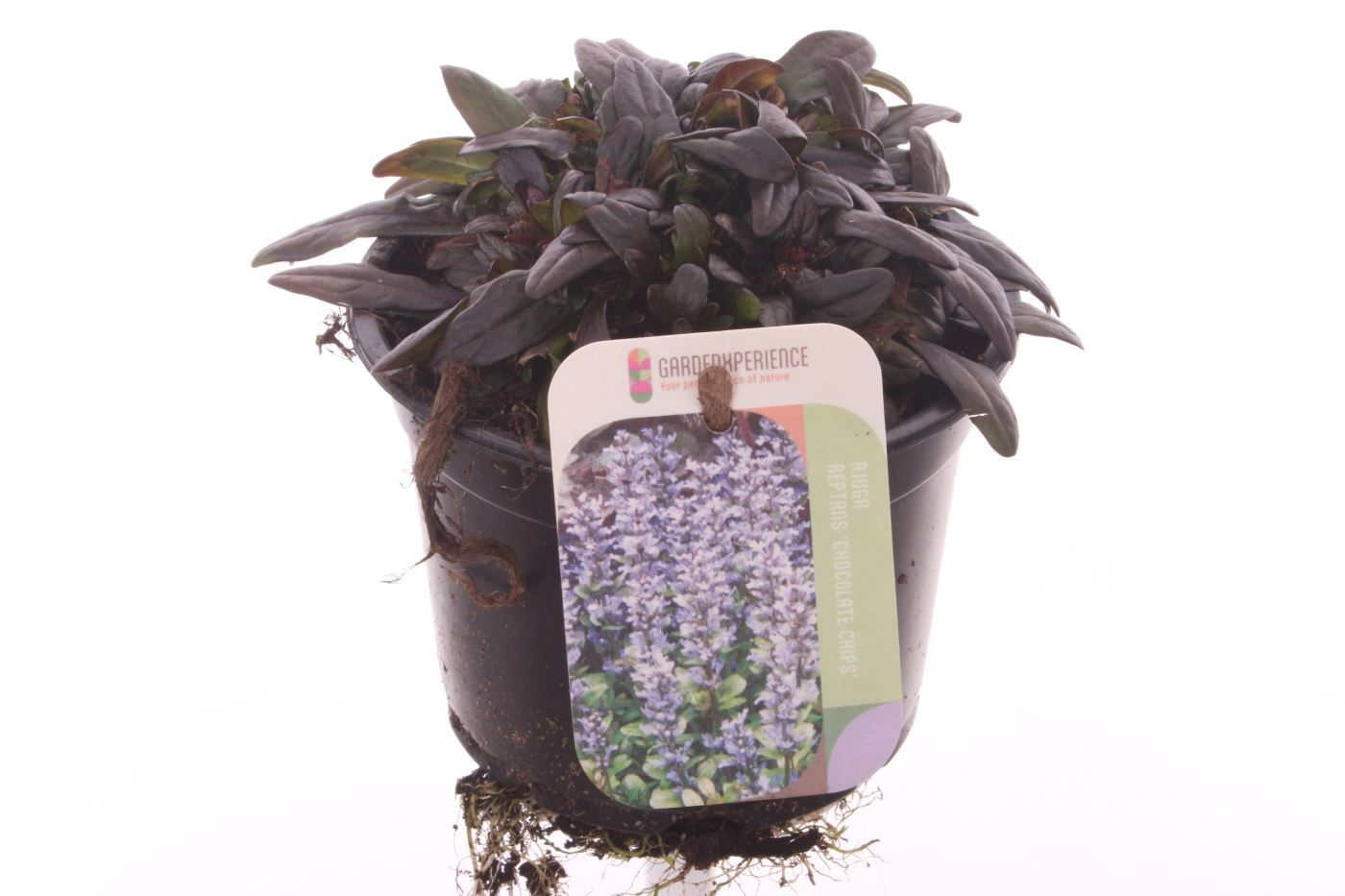 Planta naturala Blue H15cm Ajuga reptans Chocolate Chips PS13/ in pamant