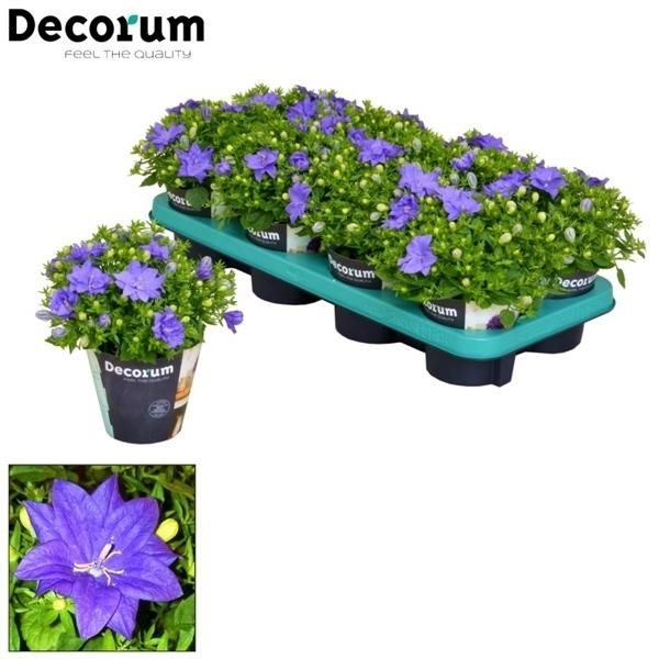 Planta naturala Blue H20cm Campanula isophylla Dublin Blue PS11/ in pamant