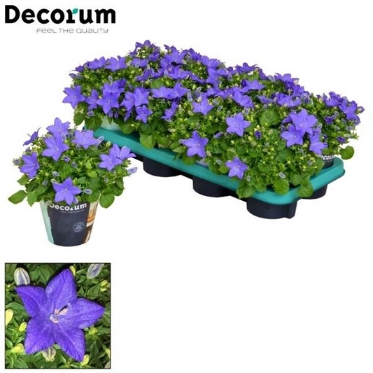 Planta naturala Blue H20cm Campanula isophylla 'Napoli' PS11/ in pamant