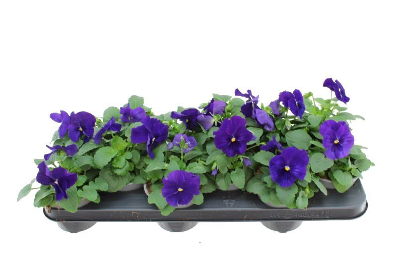 Planta naturala Blue H20cm Viola (Wittrockiana Grp) Delta F1 True Blue PS11/ in pamant