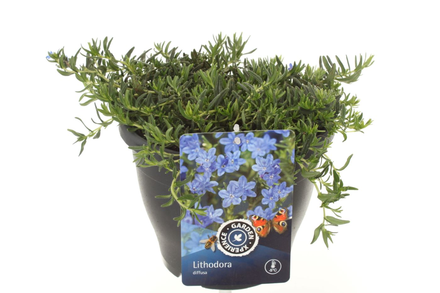 Planta naturala Blue H25cm Glandora diffusa PS23/ in pamant