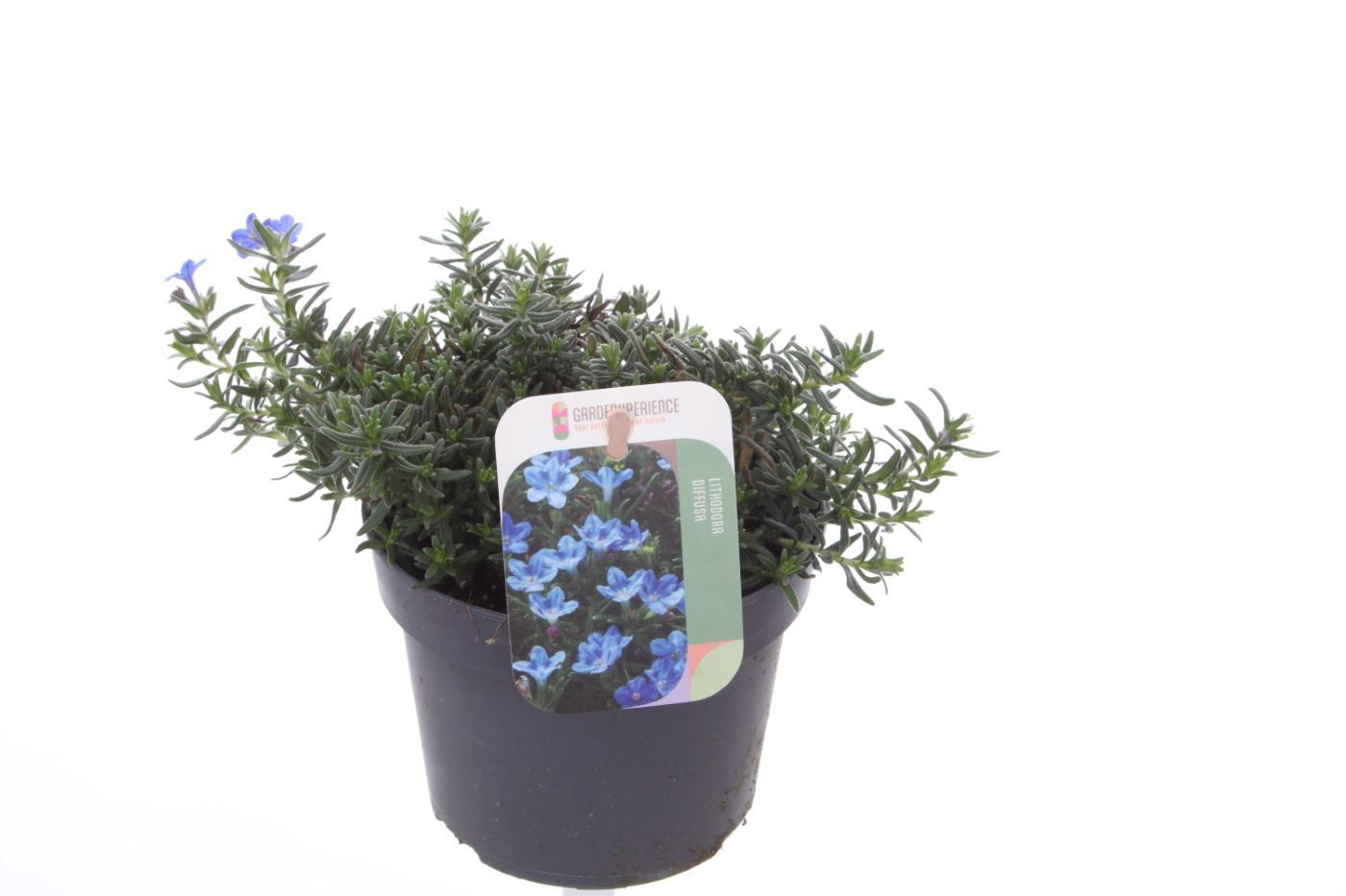 Planta naturala Blue H25cm Lithodora diffusa Grace Ward PS13/ in pamant