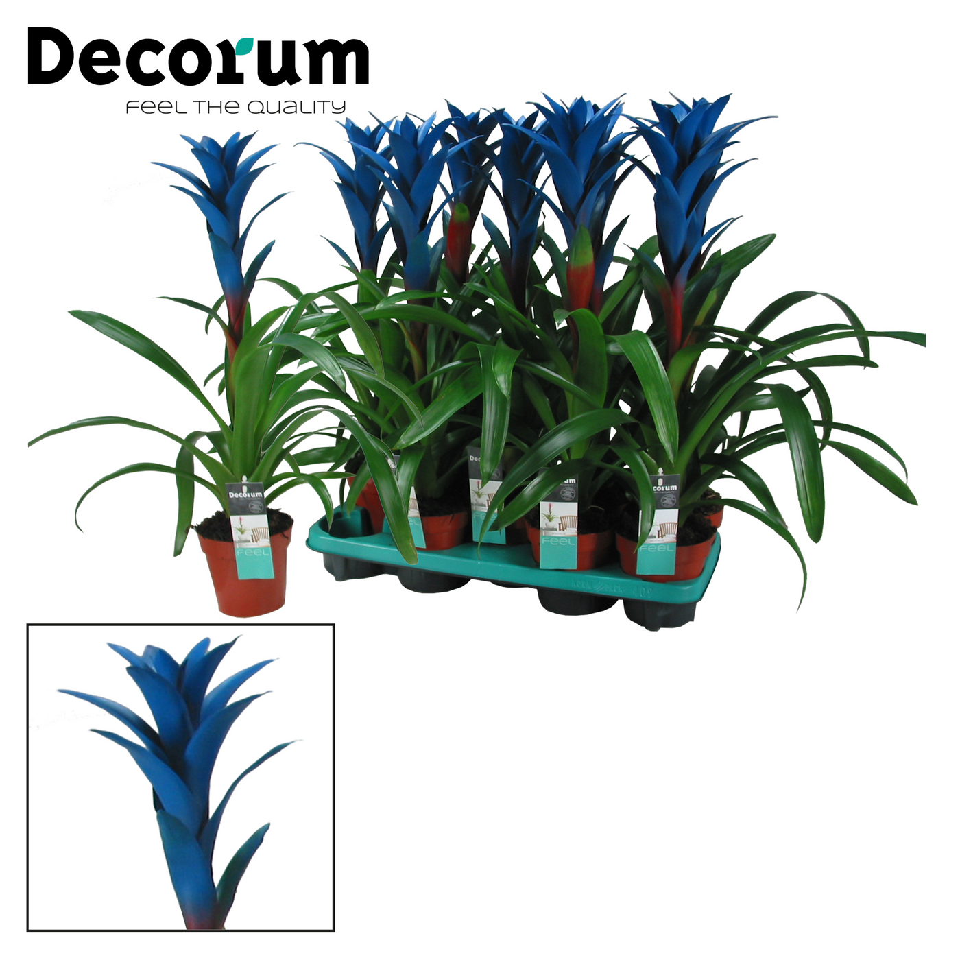 Planta naturala Blue H55cm Guzmania Ocean Blue PS13/ in pamant