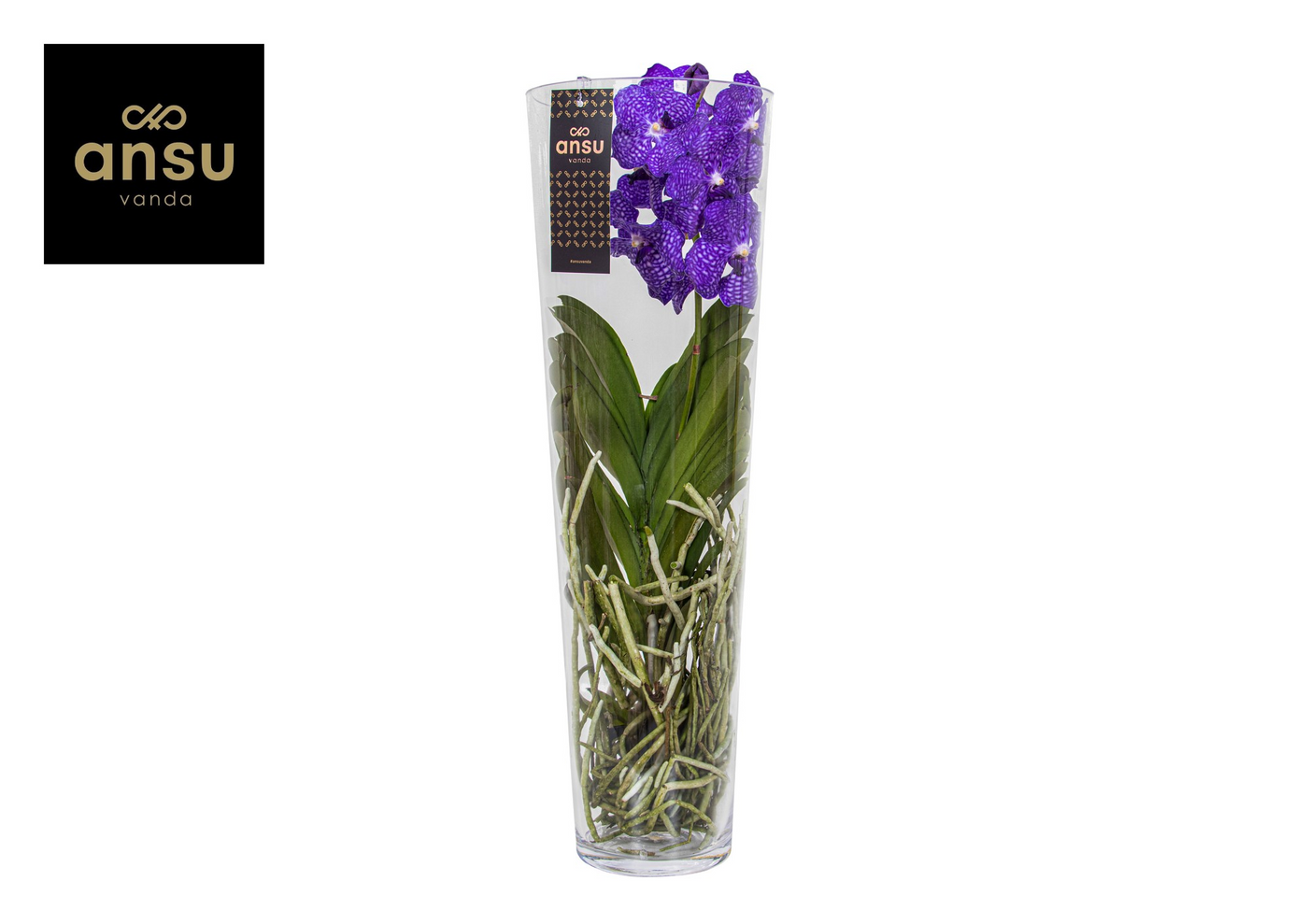 Planta naturala Blue H70cm Vanda Lisanne PS24/ in pamant