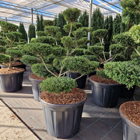Planta naturala Bonsai H160cm Ilex crenata Glorie Gem PS65/ in pamant