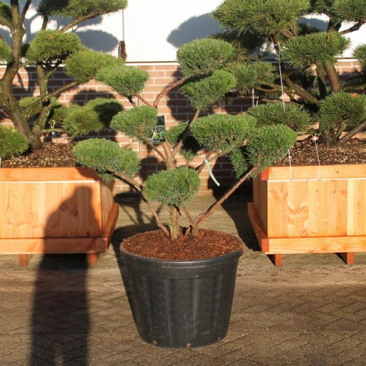 Planta naturala Bonsai H180cm Juniperus x pfitzeriana 'Mint Julep' PS70/ in pamant