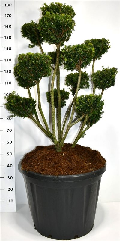 Planta naturala Bonsai H180cm Taxus media 'Farmen' PS60/ in pamant