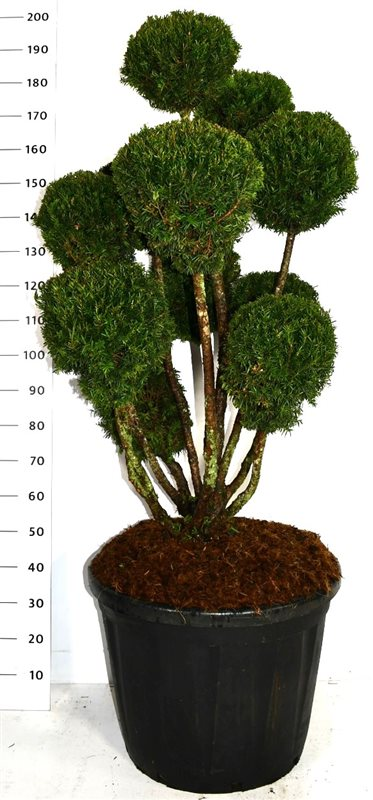 Planta naturala Bonsai H180cm Taxus x media 'Hillii' PS60/ in pamant