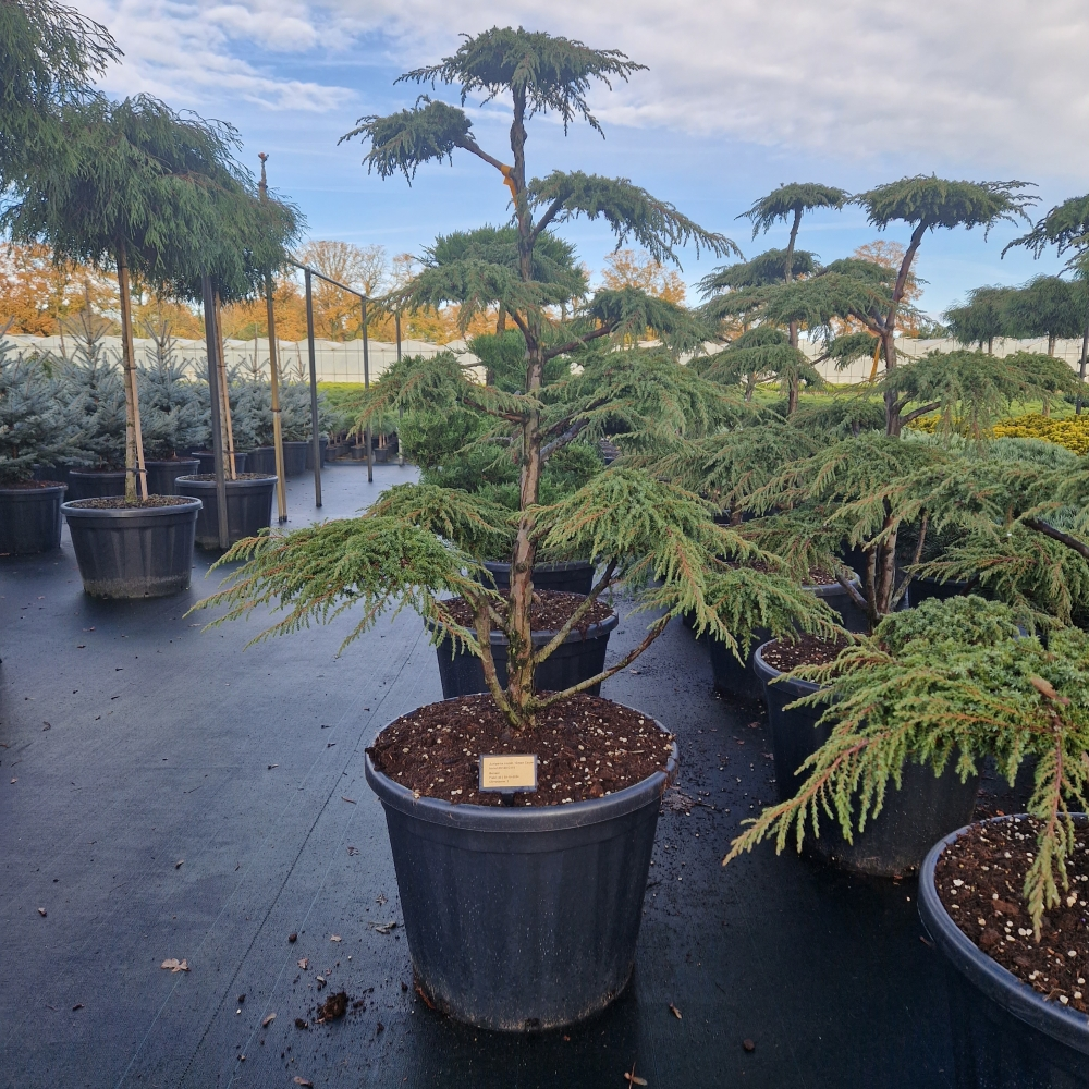 Planta naturala Bonsai H190cm Juniperus communis 'Green Carpet' PS65/ in pamant
