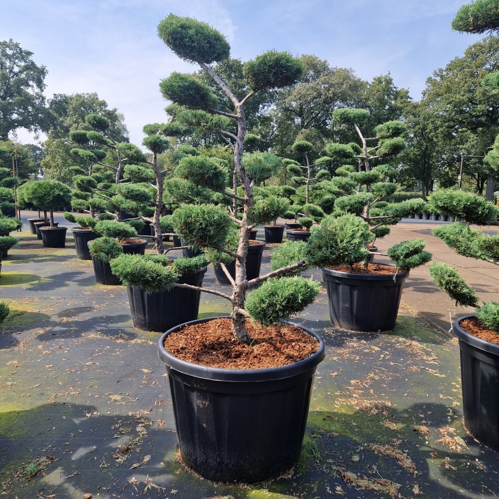 Planta naturala Bonsai H200cm Juniperus media Hetzii PS70/ in pamant
