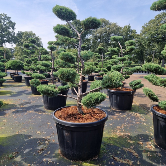 Planta naturala Bonsai H200cm Juniperus media Hetzii PS70/ in pamant
