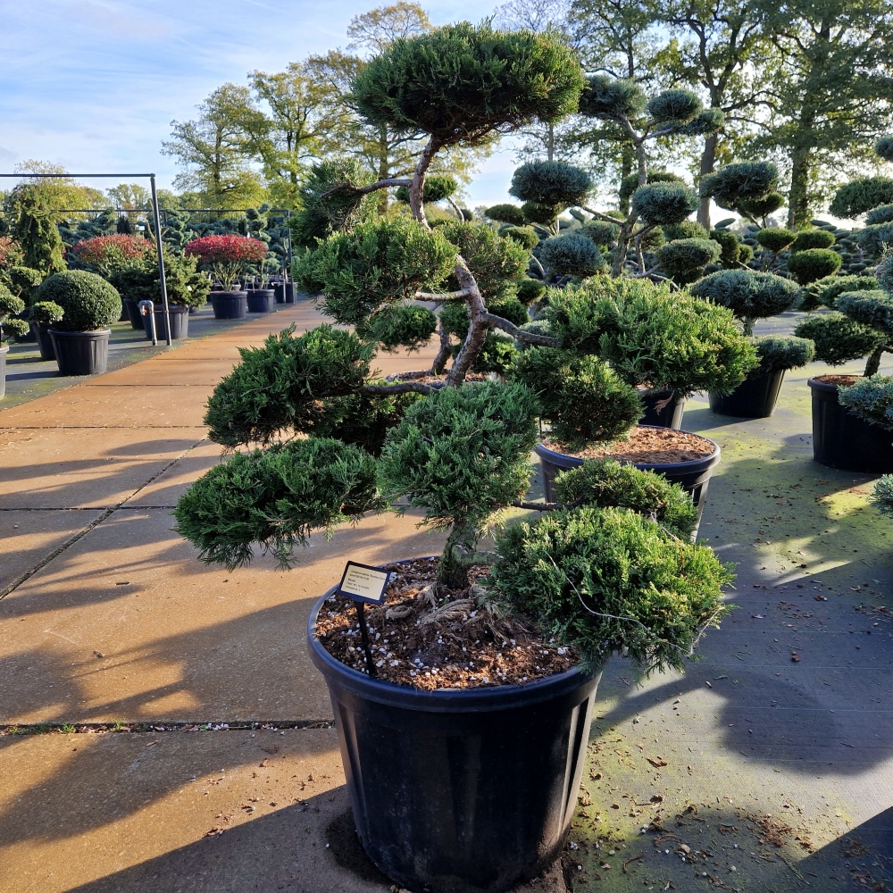 Planta naturala Bonsai H200cm Juniperus sabina Rockery Gem PS70/ in pamant