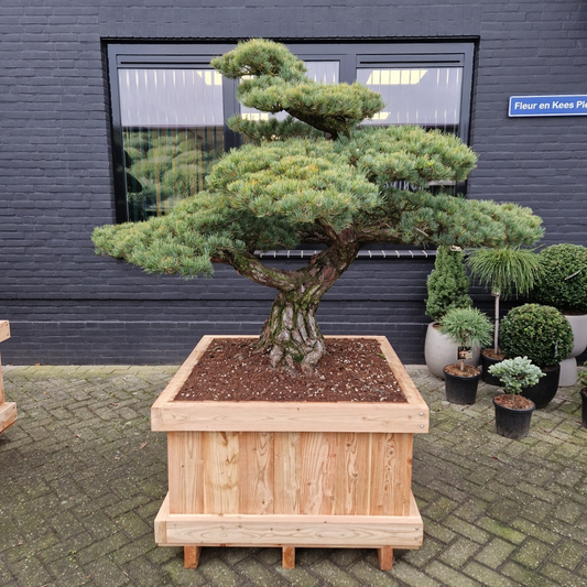 Planta naturala Bonsai H200cm Pinus pentaphylla PS100/ in pamant