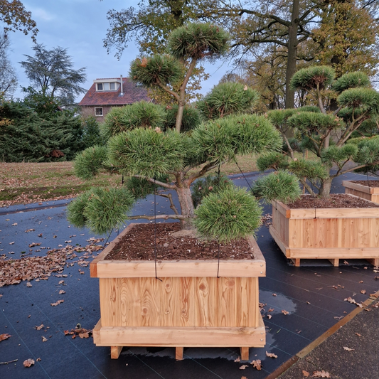 Planta naturala Bonsai H200cm Pinus sylvestris Norsky PS100/ in pamant