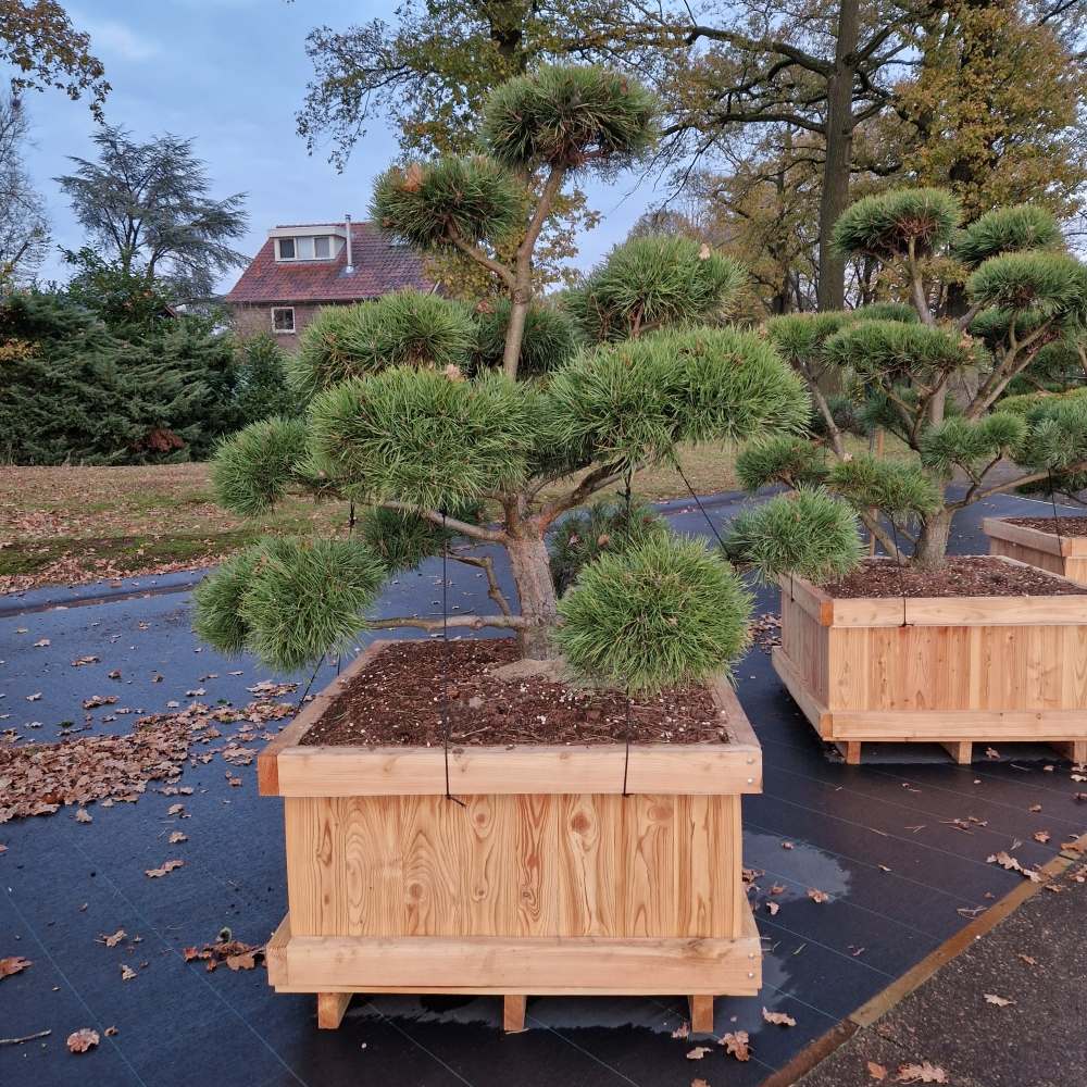 Planta naturala Bonsai H200cm Pinus sylvestris Norsky PS100/ in pamant
