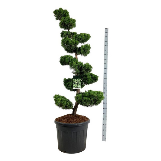 Planta naturala Bonsai H210cm Juniperus chinensis 'Kaizuka' PS60/ in pamant
