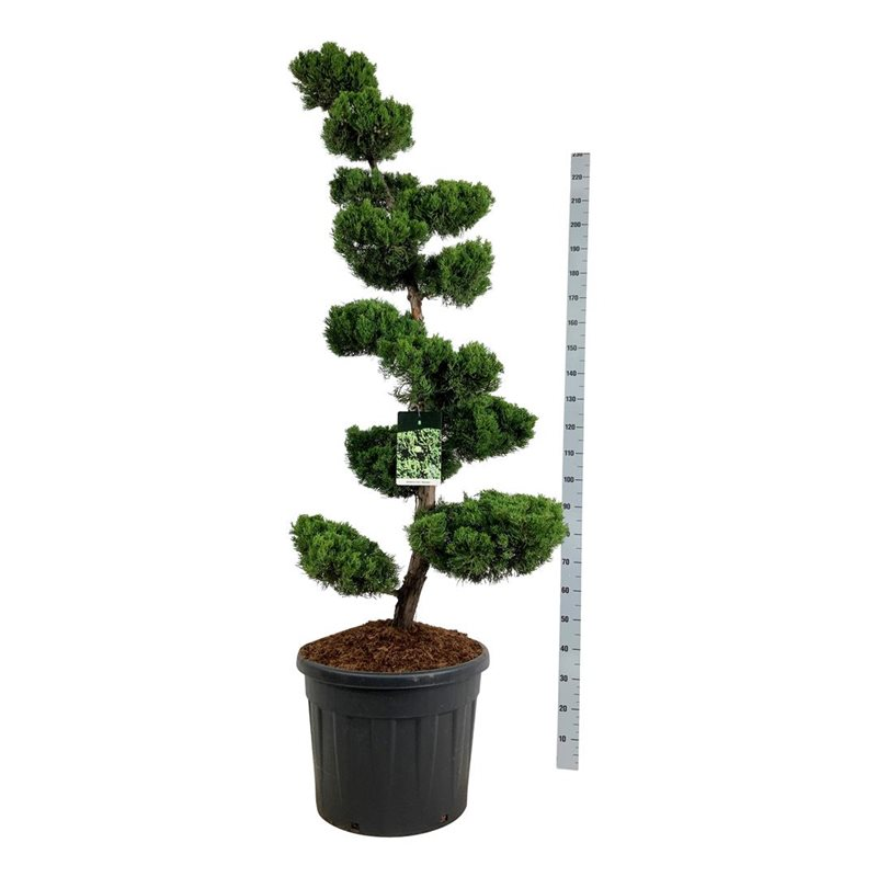 Planta naturala Bonsai H210cm Juniperus chinensis 'Kaizuka' PS60/ in pamant