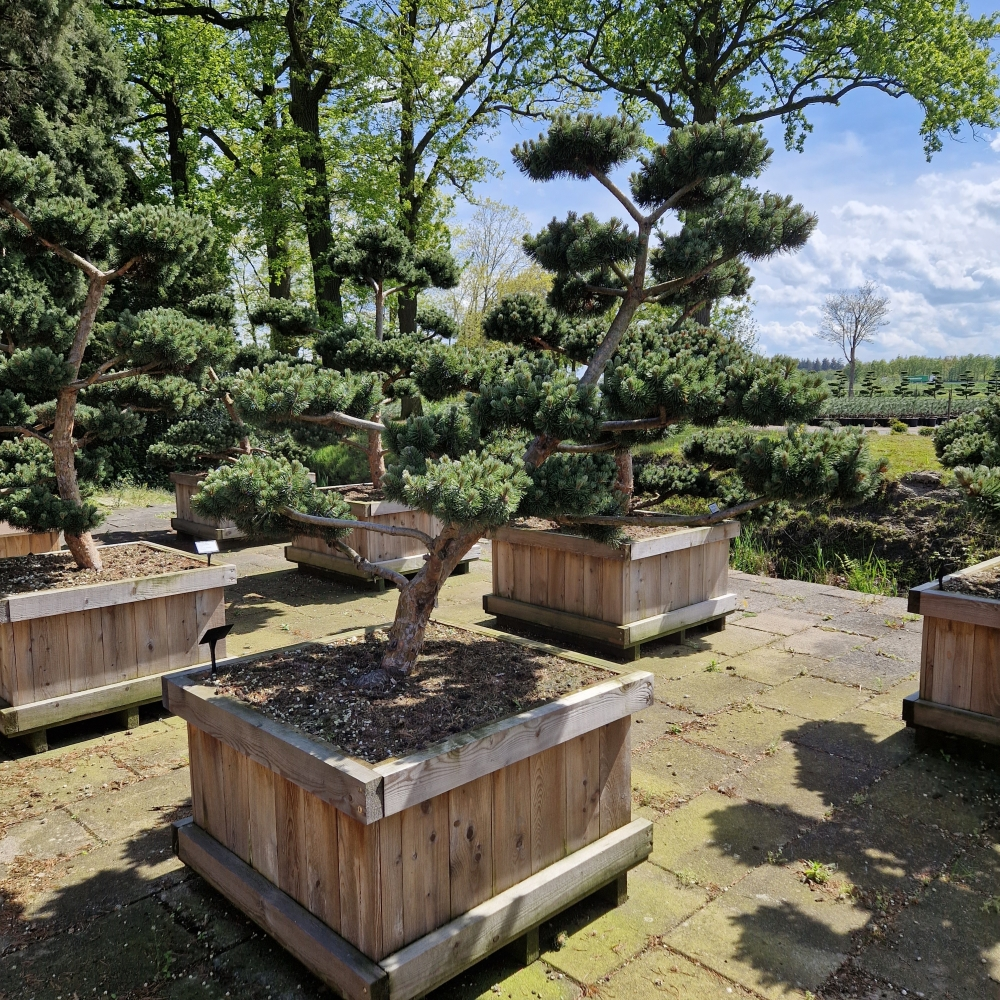 Planta naturala Bonsai H210cm Pinus mugo March PS90/ in pamant