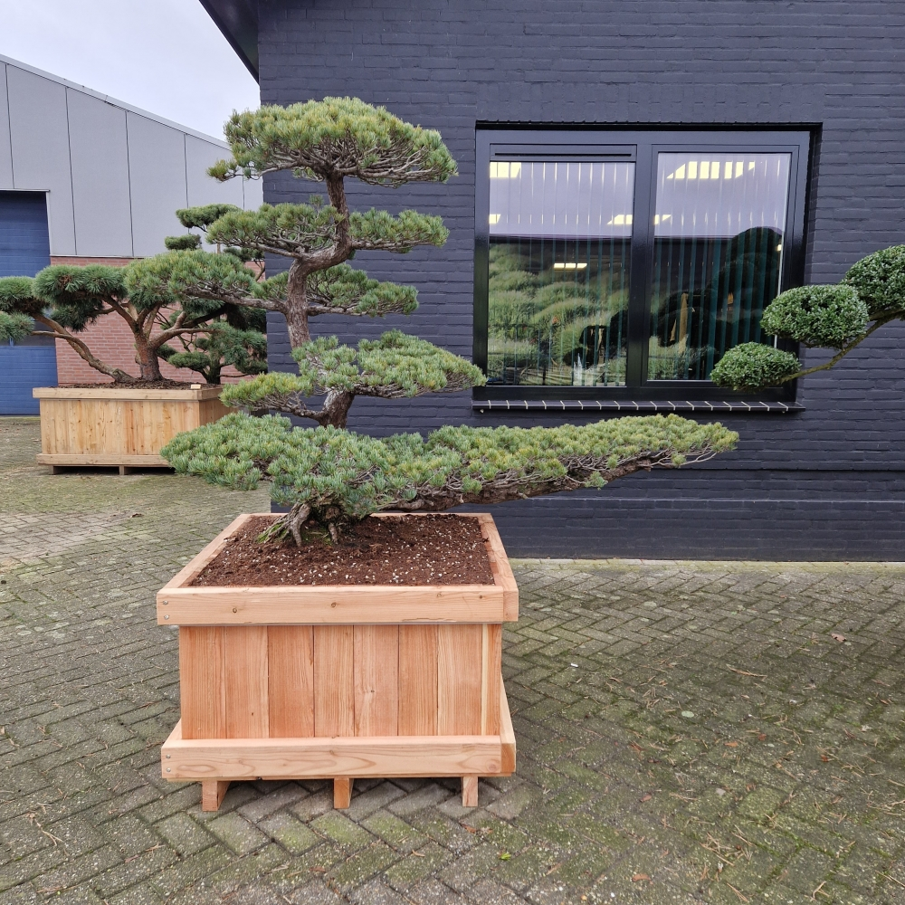 Planta naturala Bonsai H210cm Pinus pentaphylla PS100/ in pamant