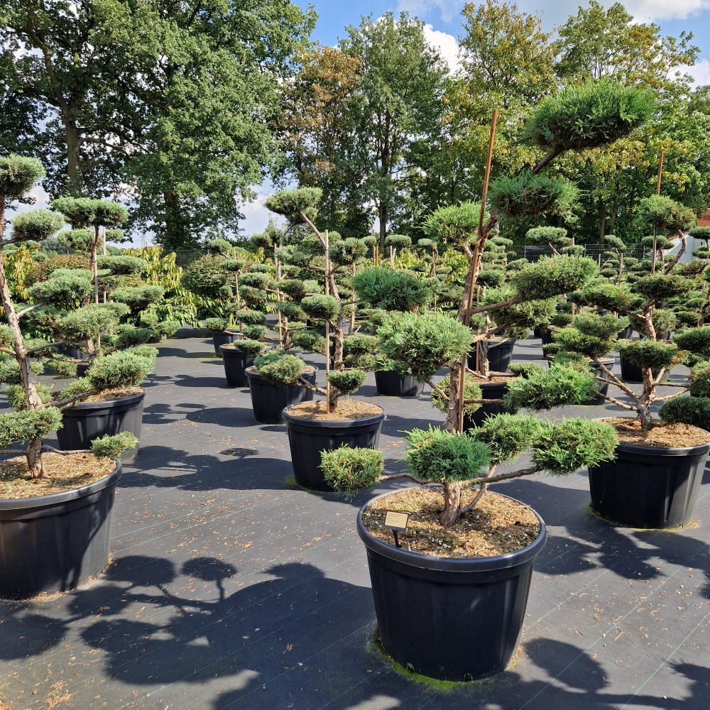 Planta naturala Bonsai H220cm Juniperus media Hetzii PS78/ in pamant