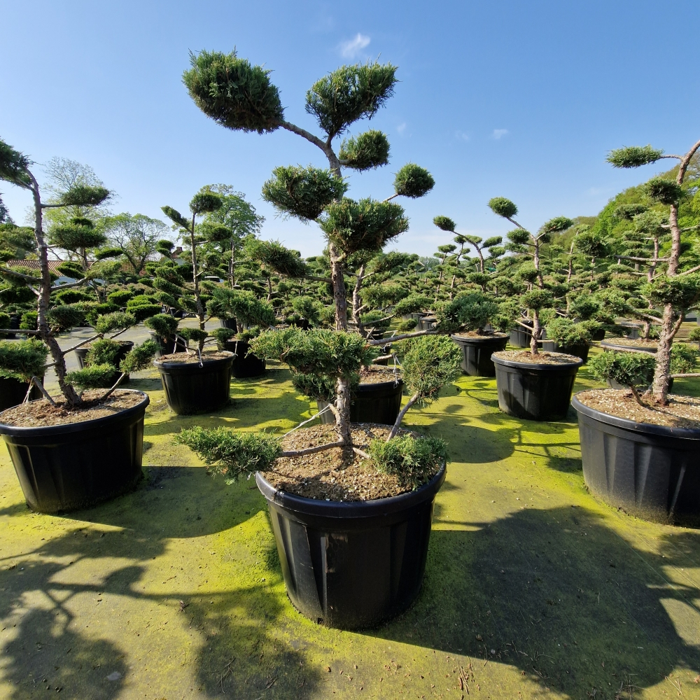 Planta naturala Bonsai H220cm Juniperus media Pfitz. Compacta PS78/ in pamant