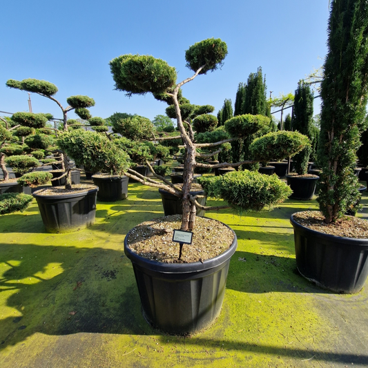 Planta naturala Bonsai H220cm Juniperus virginiana 'Grey Owl' PS78/ in pamant