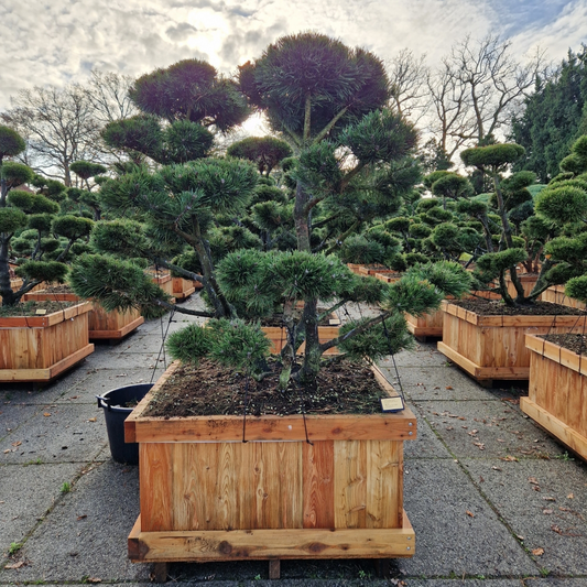 Planta naturala Bonsai H220cm Pinus mugo 'Gnom' PS110/ in pamant