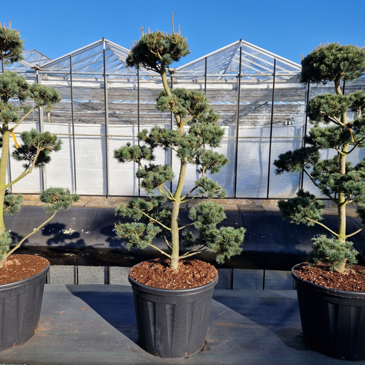 Planta naturala Bonsai H220cm Pinus parviflora Saphir PS70/ in pamant