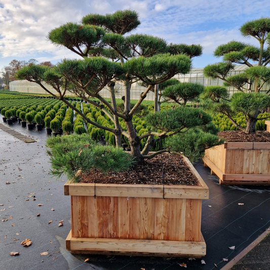 Planta naturala Bonsai H220cm Pinus sylvestris Norsky PS110/ in pamant