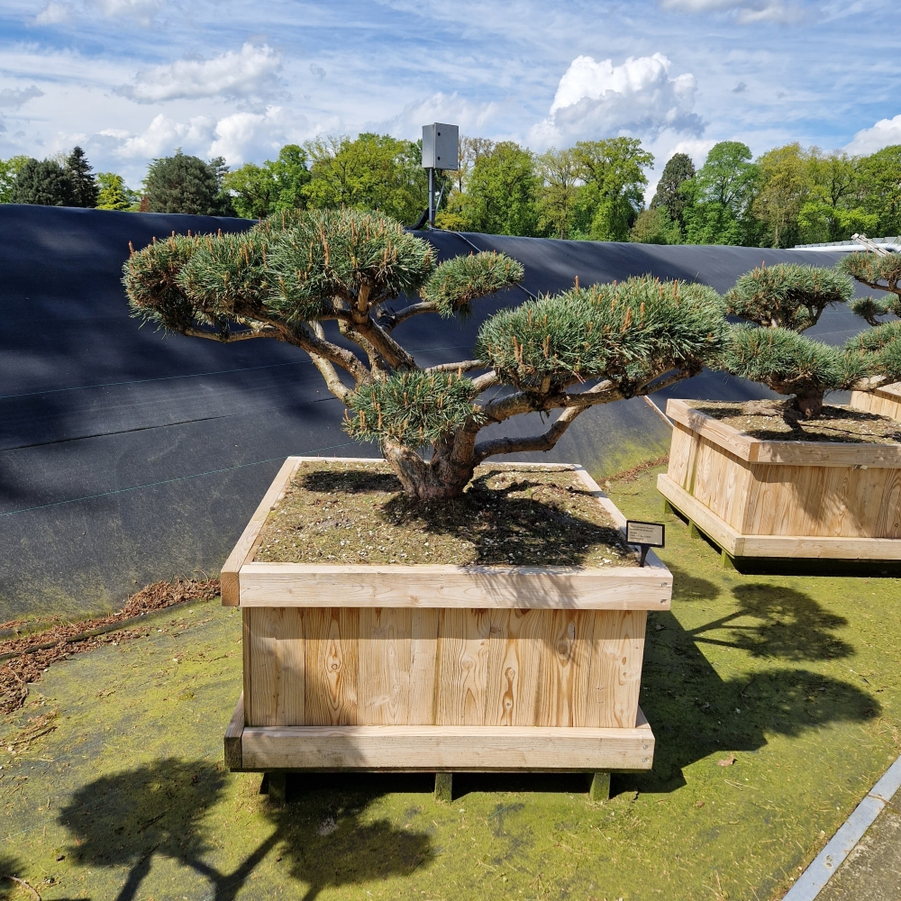 Planta naturala Bonsai H230cm Pinus sylvestris Repens PS100/ in pamant