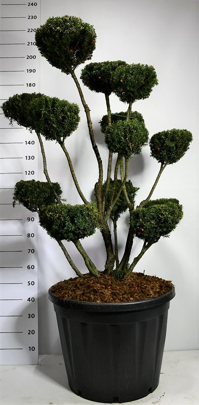 Planta naturala Bonsai H230cm Taxus media 'Hicksii' PS65/ in pamant