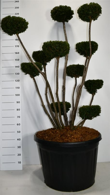 Planta naturala Bonsai H230cm Taxus media 'Hicksii' PS80/ in pamant