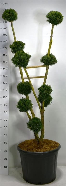 Planta naturala Bonsai H230cm Taxus x media 'Hillii' PS54/ in pamant