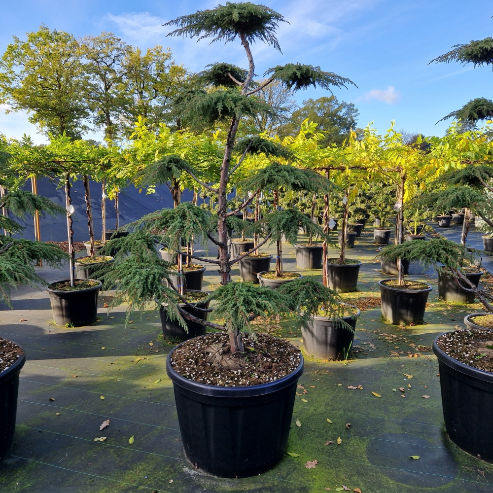 Planta naturala Bonsai H240cm Juniperus communis 'Green Carpet' PS78/ in pamant